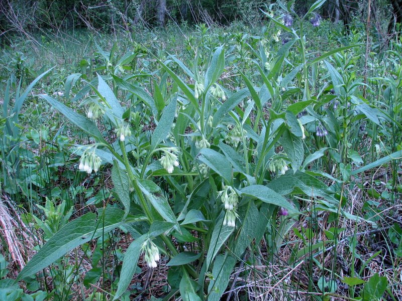 2009 Marais de la Voise 15